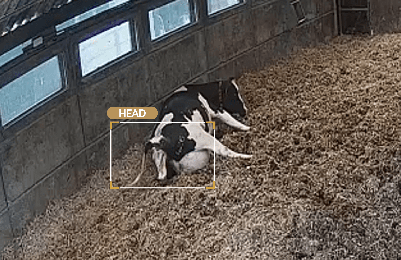 Calveye detection feed